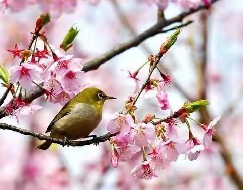 【郯城县第三实验小学.道法篇】保护地球——我们共同的责任 六年级道德与法治“停课不停学”线上学习活动