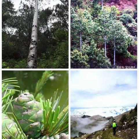 巧家白皮五针松