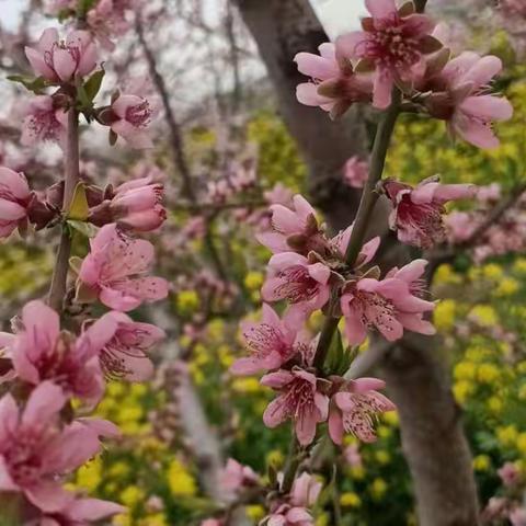 春到风暖桃花艳，三(1)春游踏青活动