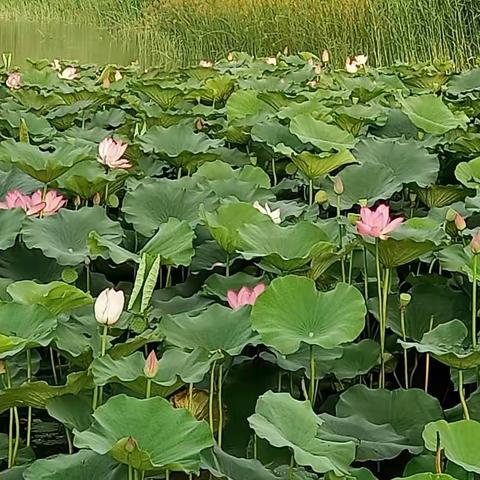 夏日风情