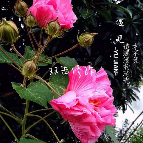 两株一模一样的花（原创图文）