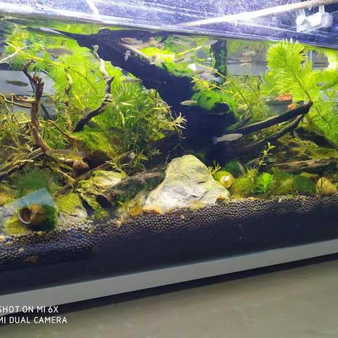 沾花惹草的快乐（原创图文）