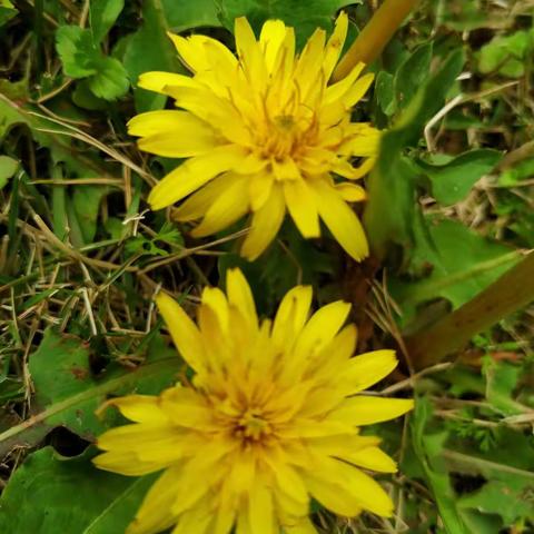 蒲公英（原创图文）