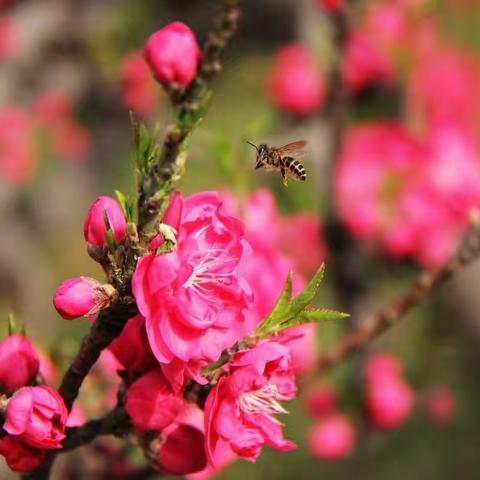 【3.20国际幸福日】——我们与幸福相约🌹