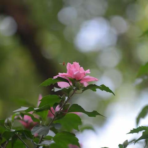 木槿花开在夏秋