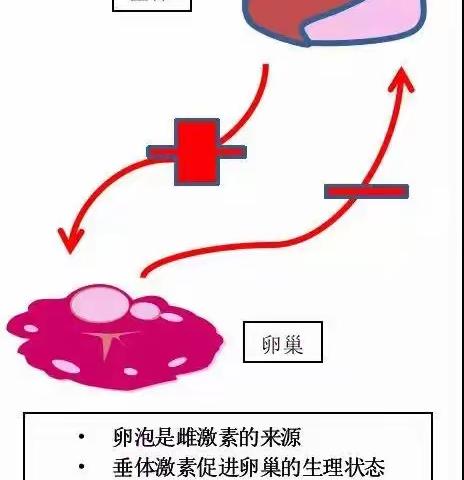 性激素六项的临床意义