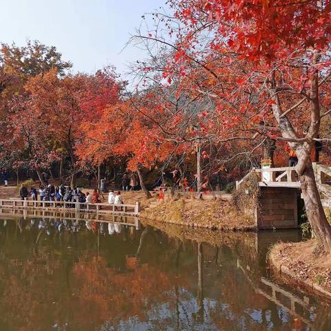 登天平山    看红枫叶