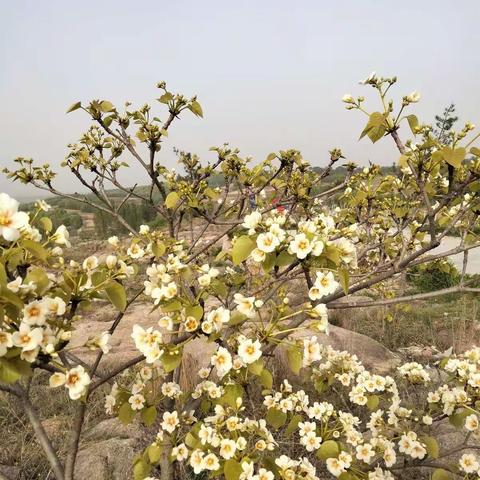 让花儿站在枝头微笑        ——2o21年全乡师德师风演讲比赛