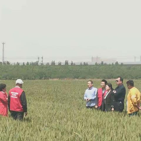 市中区农业农村局积极开展小麦条锈病防治工作