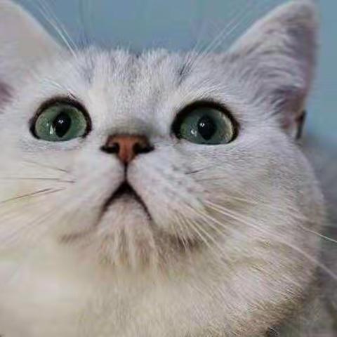 2月27日亲亲大二班“居家推荐活动”