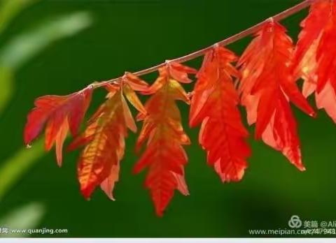 赣陶立本情无隔，一树花开两地芳——江西宜春名师携 Dream English名师工作室“好课堂”展示活动（一）