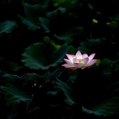 那一年，首次学习观荷……