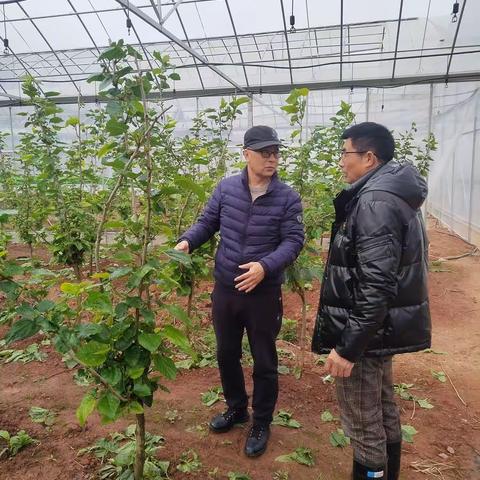 开展适合设施栽培果桑品种调查