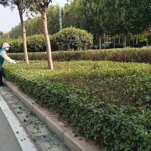 创城过后劲不松   规范管理靓花城