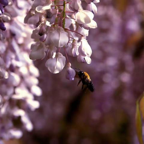 校园紫藤与牡丹