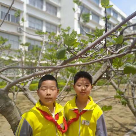 无花果带来的欢乐