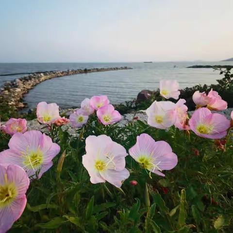 面朝大海 春暖花开（14）