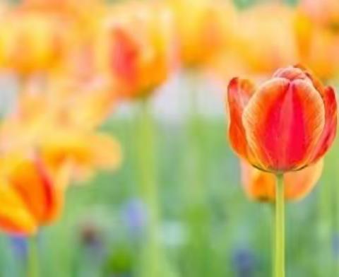 暖暖相伴，共享“食”光 ---桥西中心幼儿园家委陪餐及防拐演练纪实