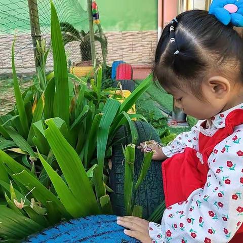 城北童星幼儿园——贝贝年级 植物园的美好