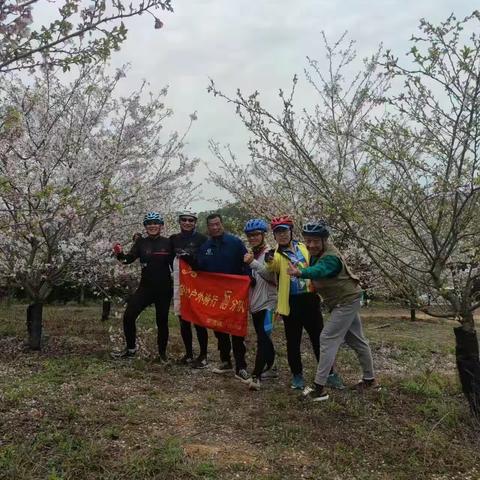 20230328今天下午休闲骑行乐平双田横路金山看樱花，真是樱花的海洋，令人心旷神怡，难忙忘怀