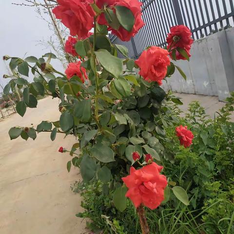 美丽校园，我的家。