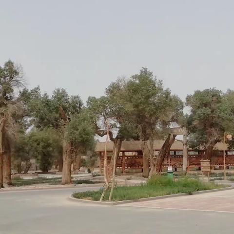 大漠之旅第十五天：塔中油田一一库尔勒