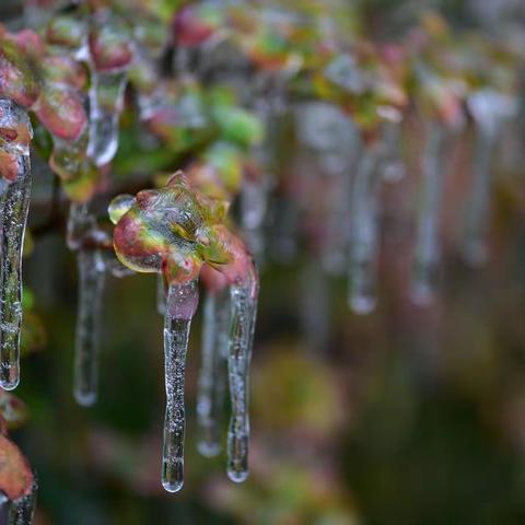 冰花❄️