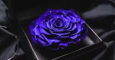 《“永生花”的含义及由来》