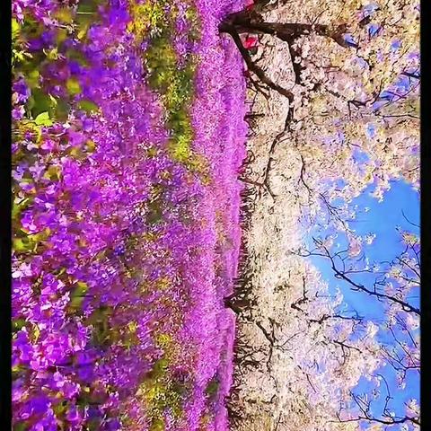 春游梨兰会