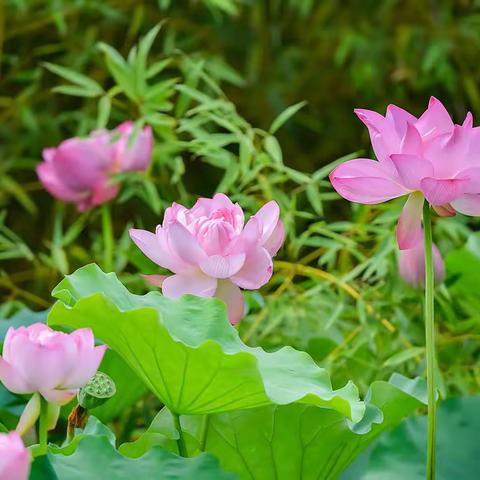 赏荷