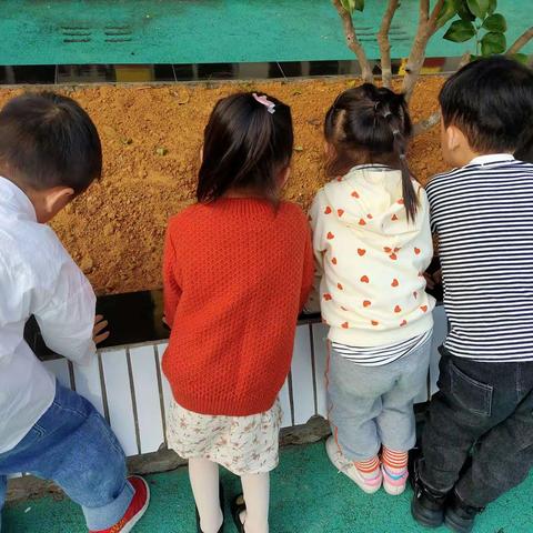 水头镇鹤溪中心幼儿园园本活动——寻找蚂蚁
