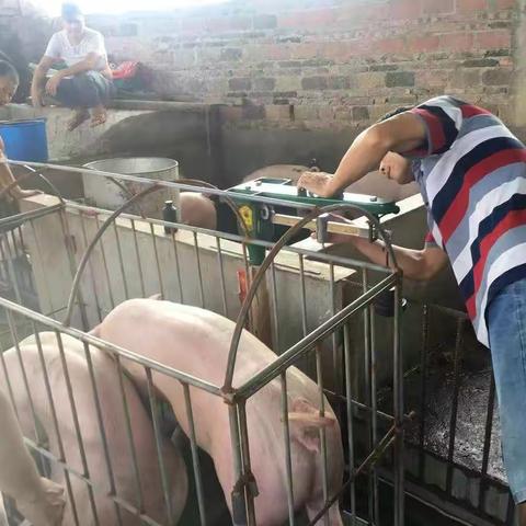 称一称，算一算，骆驼饲料最划算！骆驼牌112小猪料