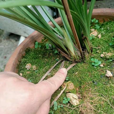 兰花