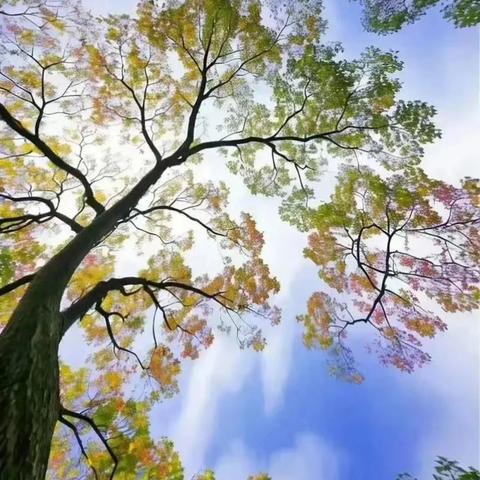 秋天最美的景观树—乌桕