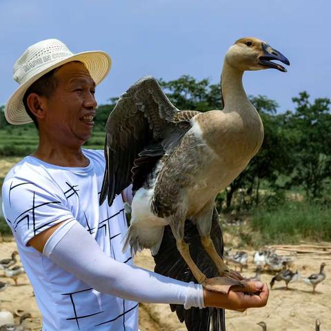 袁俊产业园有大雁鹅和鹅蛋出售了