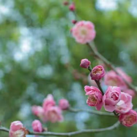 迟日江山丽，春风花草香——垦利区第四实验小学一年级十班“游春光、记春色”主题周记活动