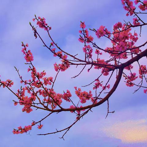 春花绽放