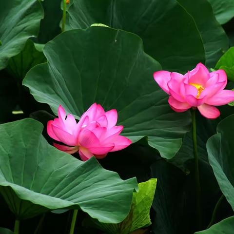 千姿百态荷花美