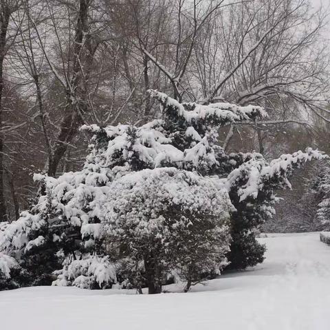 小雪时节迎来一场暴雪