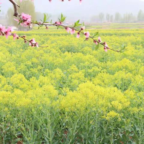 【寻美·蒙阴】小伙伴们，快来板蓝根花海一起寻美