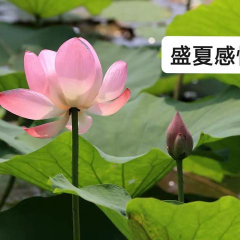 【原创】七律 盛夏感怀 诗二首