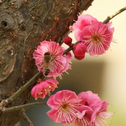 梅花香，醉了。