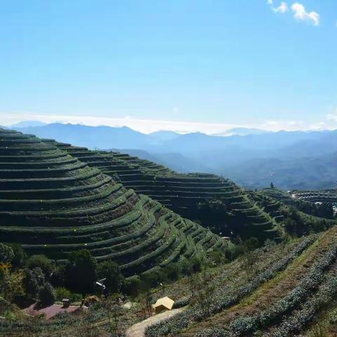 国家、省、市媒体采风团到平和、诏安、云霄、漳浦茶园