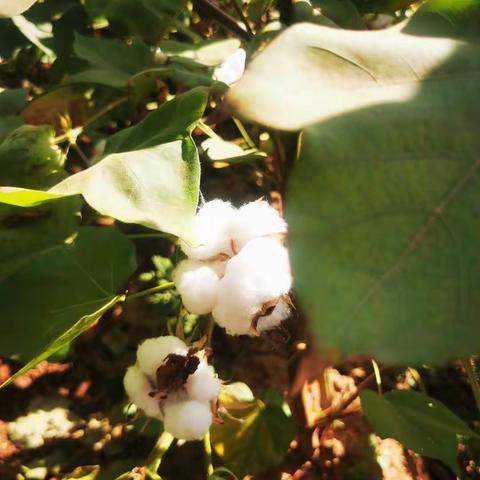 种下一颗种子，收获一大片云朵（棉花）