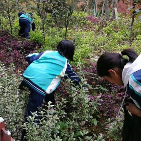 除草护绿  美化校园——七年级6班举行义务除草劳动教育活动