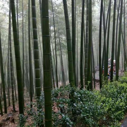 难忘的翠竹中学学习之旅！