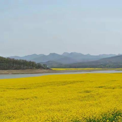 油菜花开，春暖人间