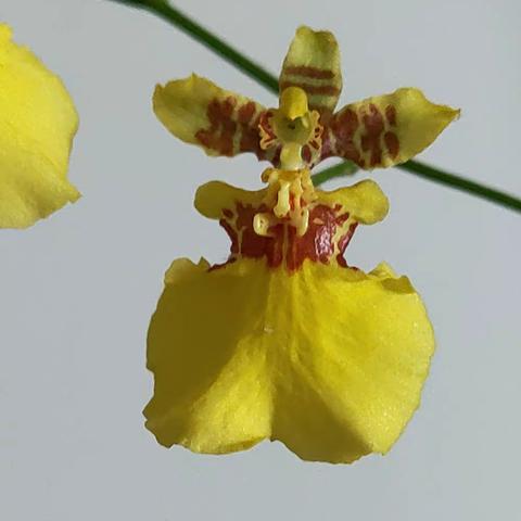 少女的舞蹈----《舞女兰》