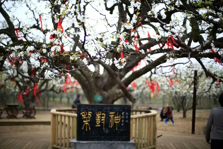 2017我们约在梨都