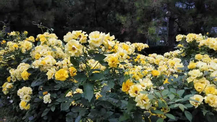 丰花月季批发价格多少